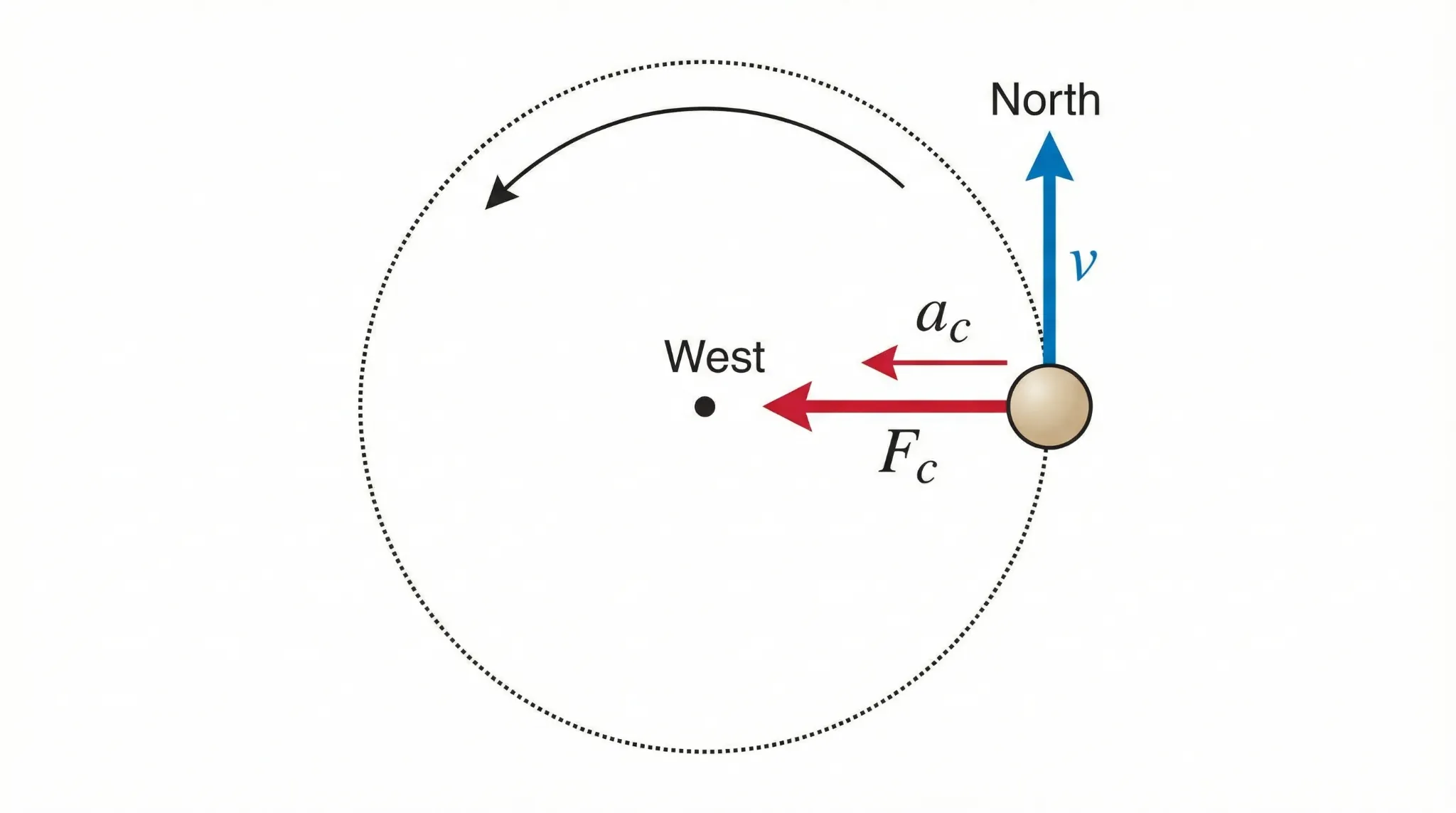 Top-down diagram of a ball on a string showing velocity tangent to the circle and centripetal force pointing toward the center.